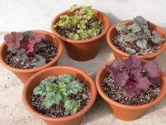 盆栽矾根的种植方法