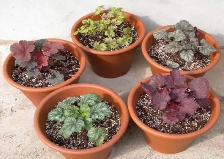 盆栽矾根