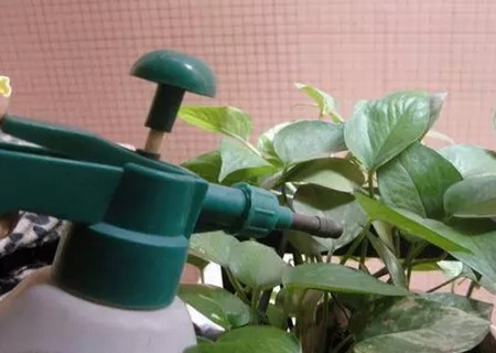 玫瑰花插枝种植技术2