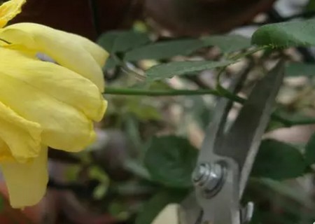 玫瑰花插枝种植技术1