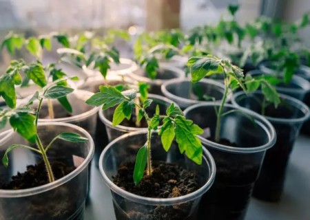 阳台樱桃番茄种植方法3