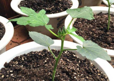 盆栽秋葵的种植方法