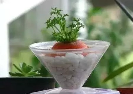 如何水培胡萝卜6