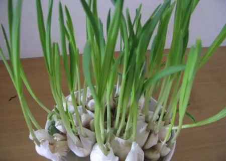 盆栽大蒜的种植方法5