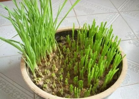 大蒜怎么种植盆栽3
