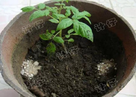 盆栽西红柿种植方法7