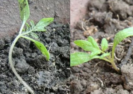 盆栽西红柿种植方法5