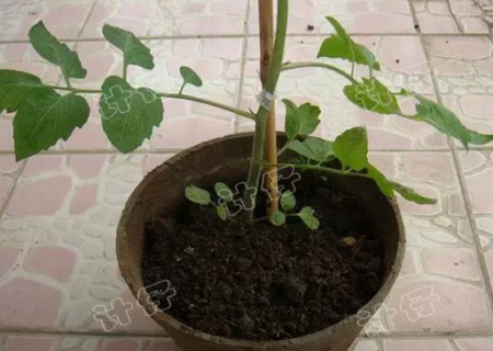 盆栽西红柿种植方法2