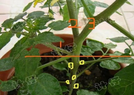 盆栽西红柿种植方法11