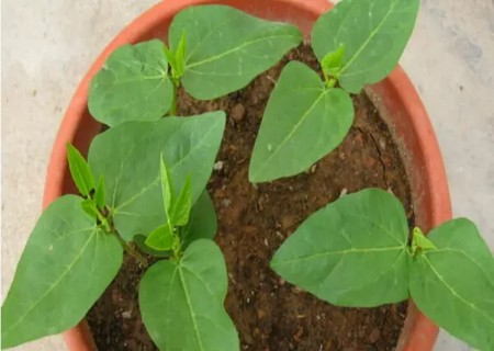盆栽长豆角种植技术1