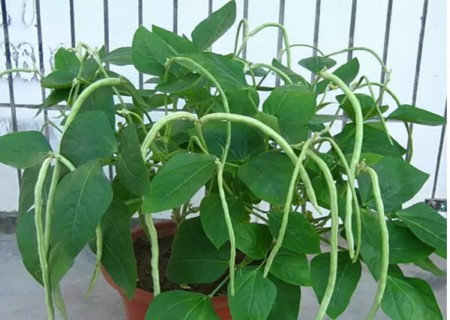 盆栽长豆角种植技术2