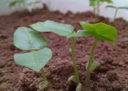 盆栽豆角的种植方法1