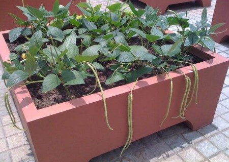 盆栽豇豆种植技术