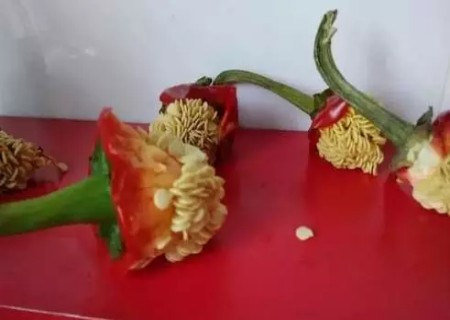 盆栽辣椒的种植方法1