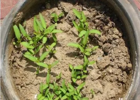 盆栽辣椒的种植方法3