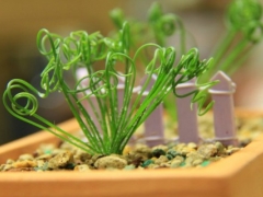 盆栽弹簧草怎么种植