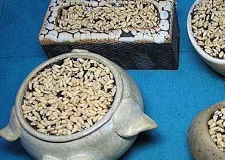 石榴籽盆栽种植方法4