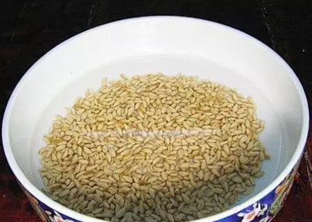 石榴籽盆栽种植方法2