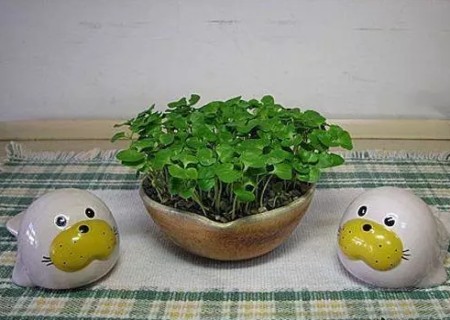 石榴籽盆栽种植方法5