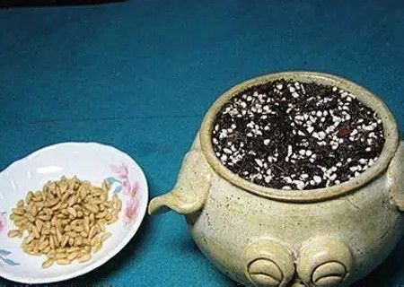 石榴籽盆栽种植方法3