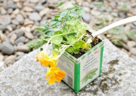 盆栽移植方法图解8