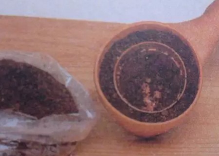 如何移植盆栽植物图解4
