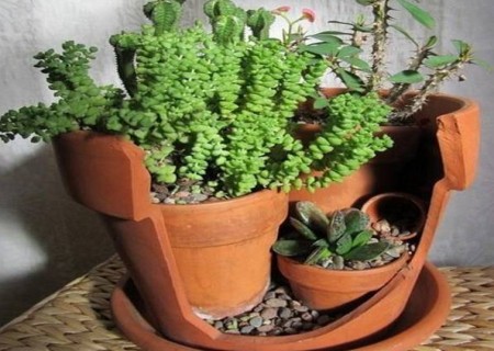 如何移植盆栽植物图解
