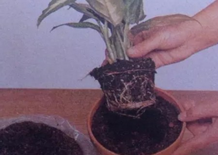 如何移植盆栽植物图解5