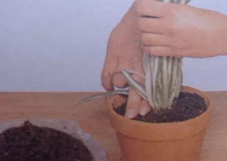 盆栽花卉移植方法4