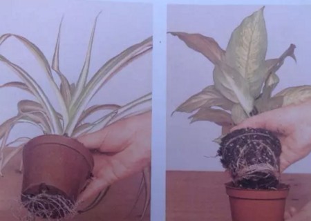 盆栽花卉移植方法