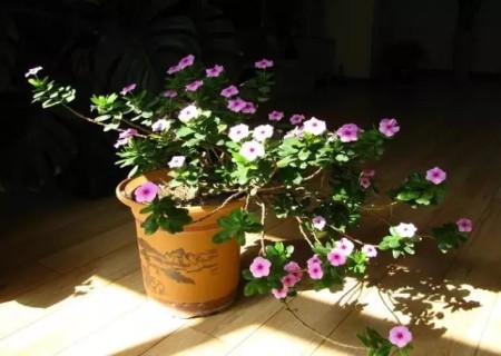 盆栽长春花怎么种1