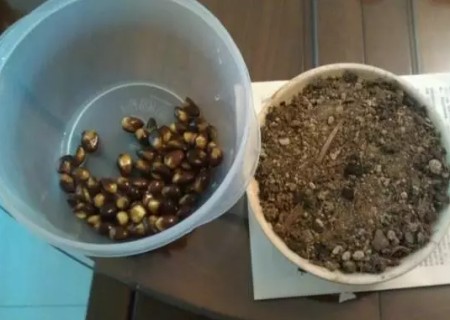 枇杷籽怎么种小盆栽1