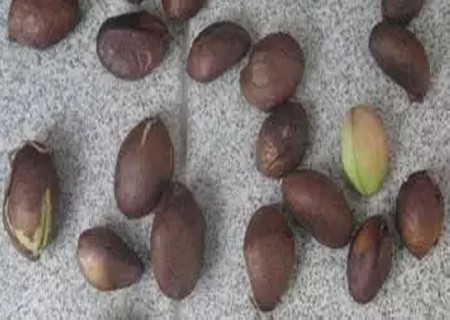 盆栽枇杷树种植技术6