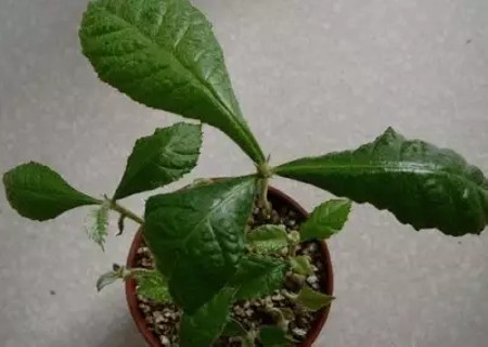 盆栽枇杷树种植技术5