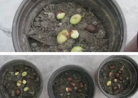 盆栽枇杷树种植技术9