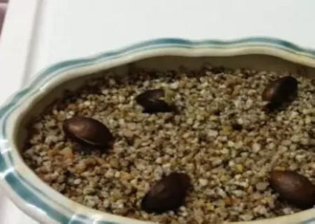 盆栽枇杷树种植技术2