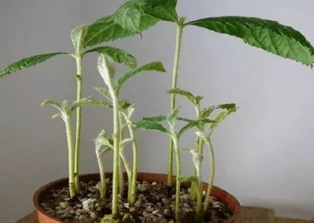 盆栽枇杷树种植技术4
