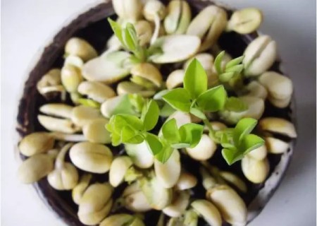 花生盆栽种植方法1