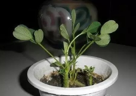 花生盆栽种植方法4