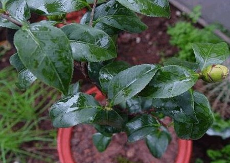 茶花如何上盆步骤图解20