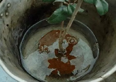 茶花如何上盆步骤图解5