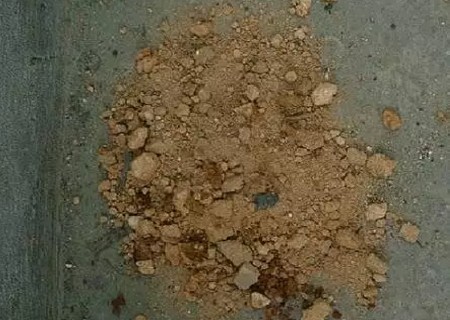 茶花如何上盆步骤图解8