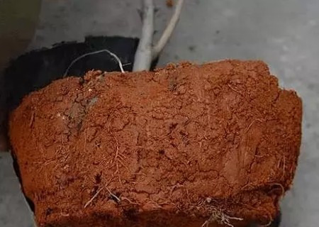茶花如何上盆步骤图解4