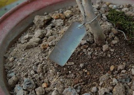茶花如何上盆步骤图解17