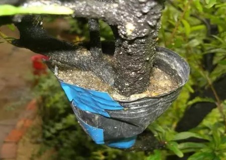 石榴盆景高压枝条技术图解4