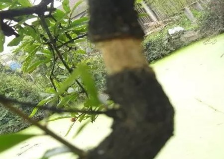 石榴盆景高压枝条技术图解3