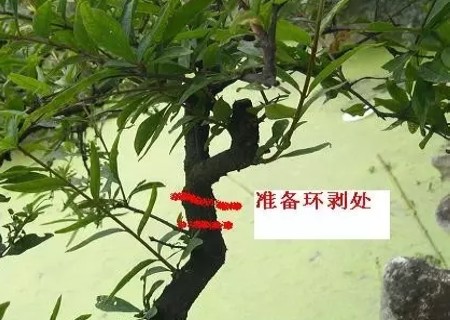 石榴盆景高压枝条技术图解2