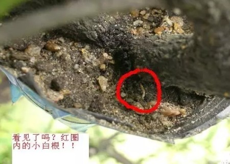 石榴盆景高压枝条技术图解6