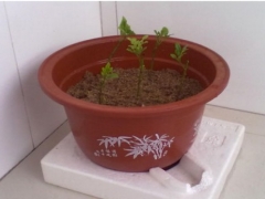 盆栽米兰花移栽方法