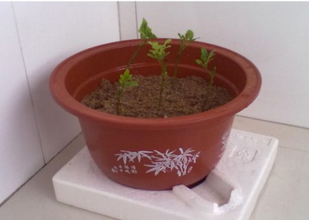 盆栽米兰花移栽方法